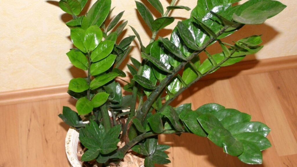 A planta "imortal" que sobrevive mesmo se você esquecer de regar por um mês