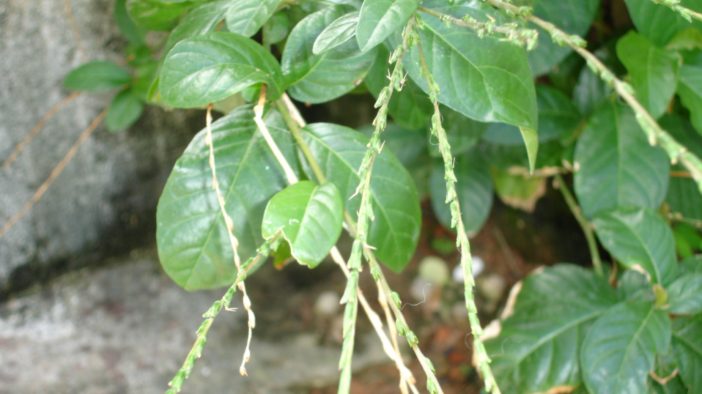 As 4 plantas místicas para a entrada do lar que purificam o ambiente e bloqueiam más vibrações