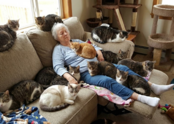 O que significa quando a pessoa tem muitos gatos em casa, segundo a psicologia