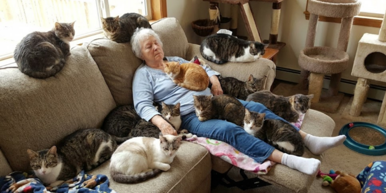 O que significa quando a pessoa tem muitos gatos em casa, segundo a psicologia