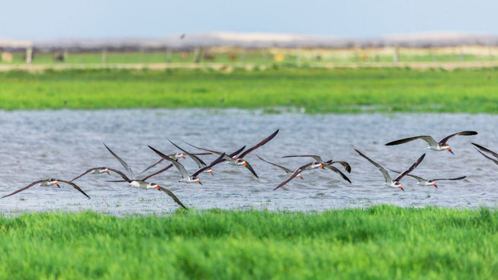 Com aves que migram do Alasca à Patagônia, o “Nordeste” do Sul é um refúgio com uma lagoa essencial para alimentação dessas aves
