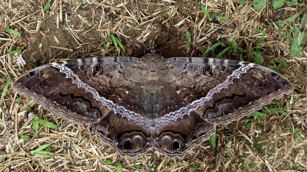 O que significa quando aparecem mariposas ou “bruxas” em casa?