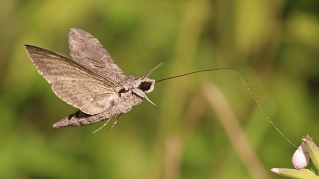 O que significa quando aparecem mariposas ou “bruxas” em casa?