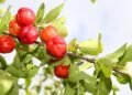 A fruta rica até 100x mais que a laranja em vitamina C e que é fácil de cultivar em qualquer cantinho ou quintal