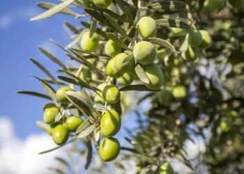 O fruto milenar rico em gorduras saudáveis e Vitamina E vem de uma árvore simples que fornece tanto sobrenomes quanto saúde no Brasil