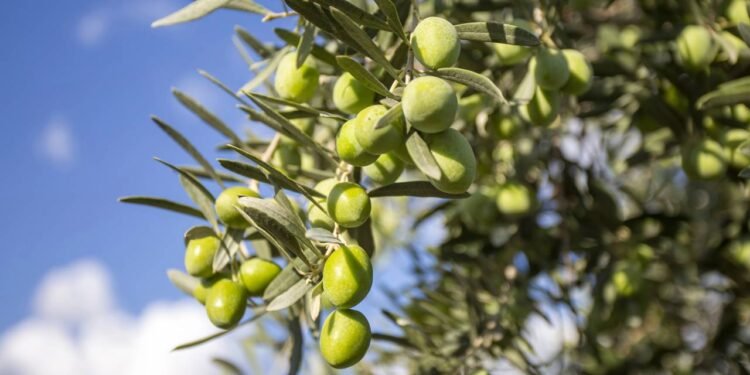 O fruto milenar rico em gorduras saudáveis e Vitamina E vem de uma árvore simples que fornece tanto sobrenomes quanto saúde no Brasil