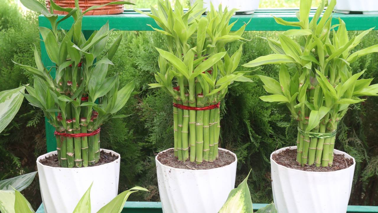 pensarcontemporaneo.com - As 2 plantas que ajudam a abrir caminhos e atrair dinheiro, segundo o Feng Shui &mdash; veja onde colocar