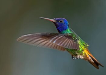 Por que um beija-flor voa tão rápido e como a ciência explica?