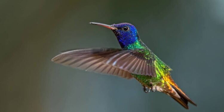 Por que um beija-flor voa tão rápido e como a ciência explica?