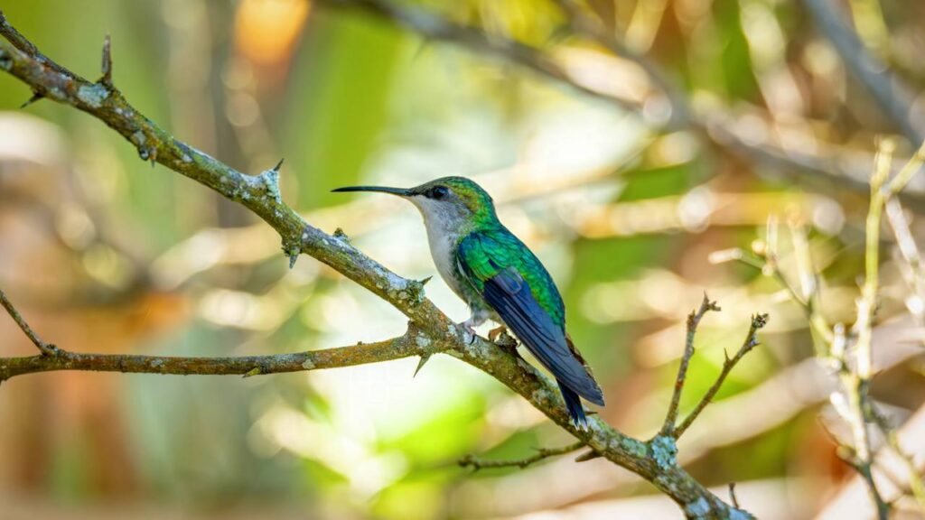 Por que um beija-flor voa tão rápido e como a ciência explica?