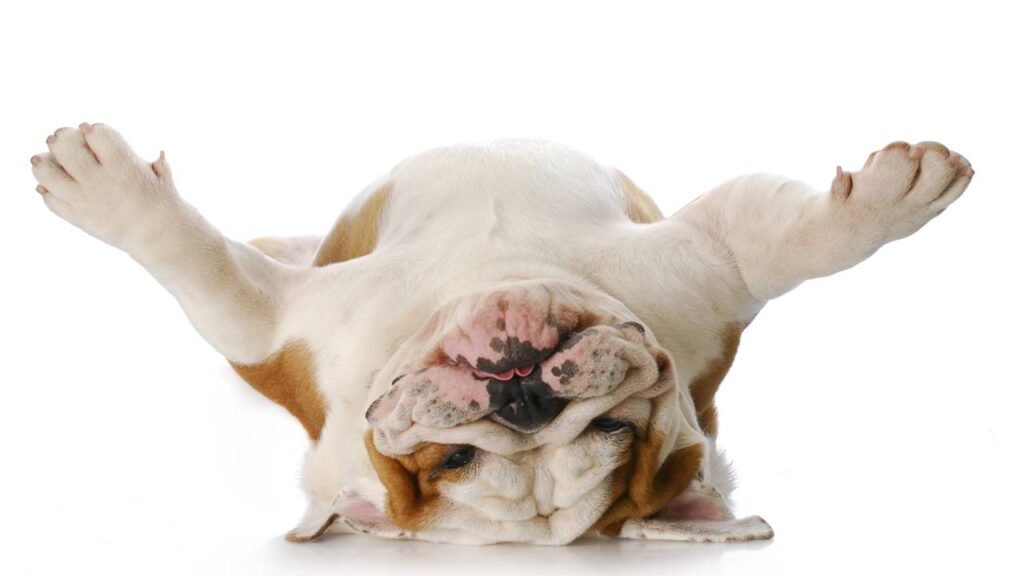 O significado do cachorro ficar de barriga para baixo, segundo estudos