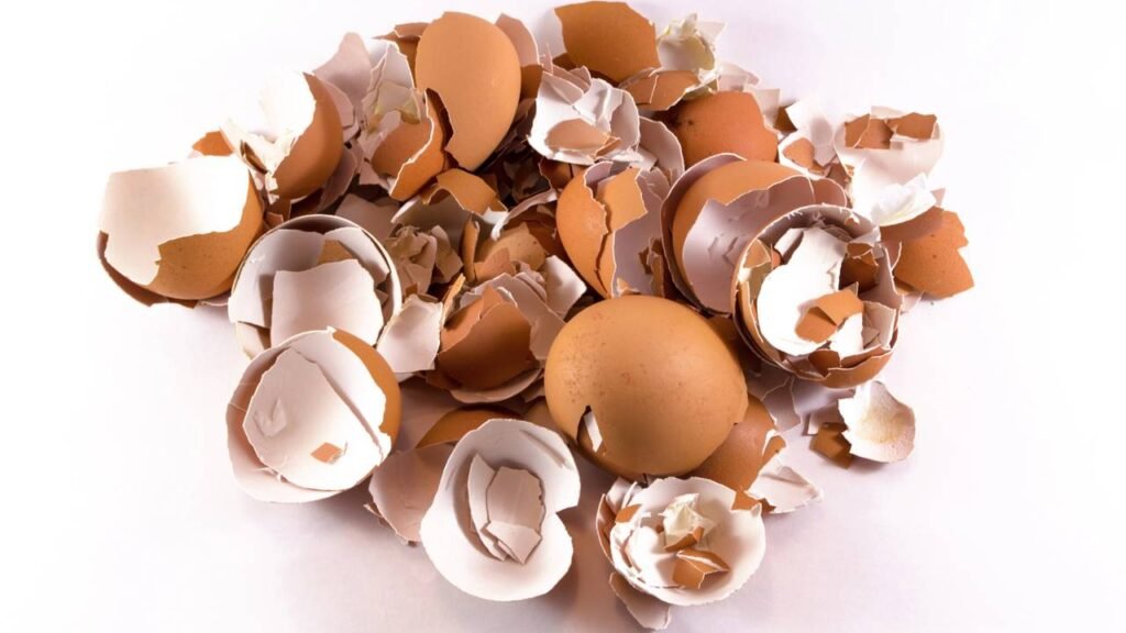 O truque da casca de ovo para fazer suas plantas crescerem o dobro da velocidade