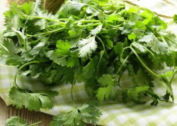 A planta natural que ajuda a prevenir pedras nos rins