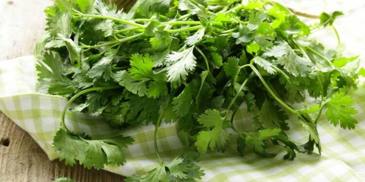 Salsa - Créditos: depositphotos.com / Dream79