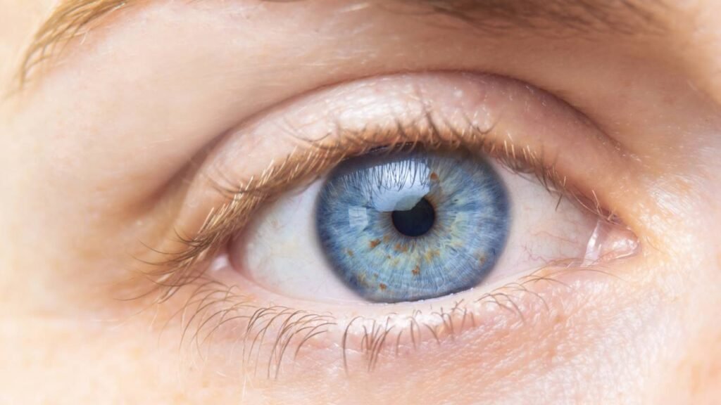 A única parte do corpo humano que não recebe sangue e como ela sobrevive