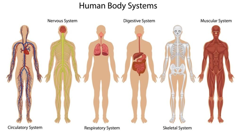 O que acontece com o corpo humano após a morte minuto a minuto