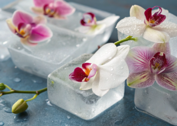 Como o gelo pode fazer suas orquídeas ficarem mais bonitas do que nunca