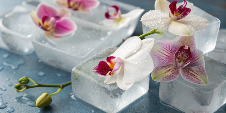 Como o gelo pode fazer suas orquídeas ficarem mais bonitas do que nunca