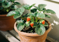 Como plantar morango em casa de forma simples e fácil