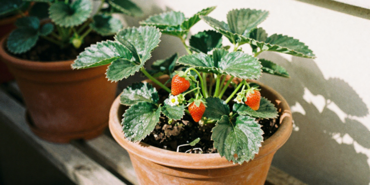 Como plantar morango em casa de forma simples e fácil