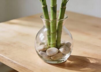 A planta comum que simboliza força e equilíbrio no Feng Shui