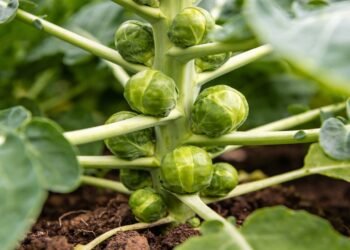 A hortaliça rica em antioxidantes que protege as células e pode ser cultivada em casa