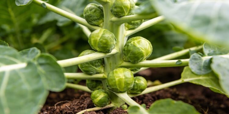 A hortaliça rica em antioxidantes que protege as células e pode ser cultivada em casa