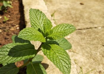 A planta comum dos quintais brasileiros usada para aliviar tosse, irritações na pele e pequenos desconfortos