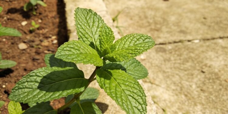 A planta comum dos quintais brasileiros usada para aliviar tosse, irritações na pele e pequenos desconfortos