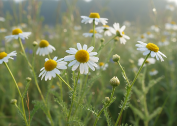 A planta comum que ajuda a relaxar, dormir melhor e aliviar o estômago