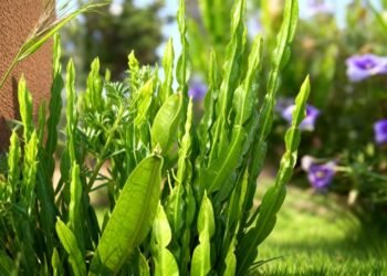 A erva resistente que virou aliada na digestão e transforma qualquer canto em horta produtiva