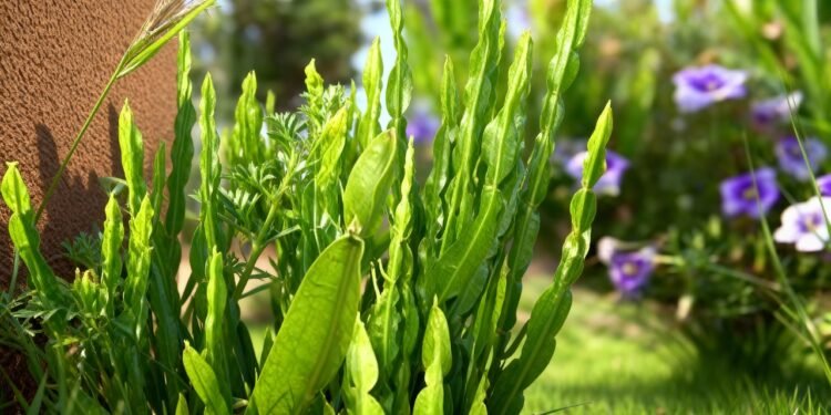 A erva resistente que virou aliada na digestão e transforma qualquer canto em horta produtiva