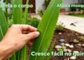 Essa erva perfumada acalma o corpo, afasta mosquitos e ainda cresce fácil no quintal