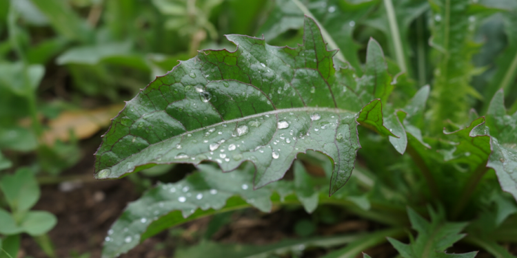 A folha amarga que ajuda o fígado e ainda pode ser plantada em casa