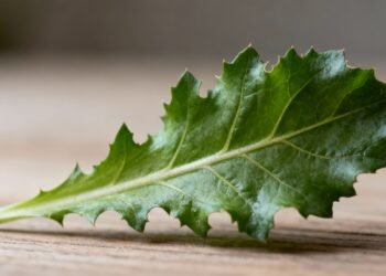 A folha amarga que fortalece a rotina, ajuda o intestino e cresce até em apartamento