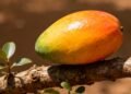Esta fruta tropical é uma das mais ricas em açúcar e poucos sabem disso
