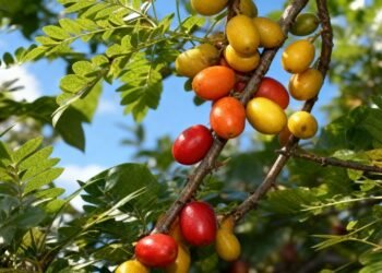 A delícia tropical que entrega antioxidantes e ainda é simples de plantar