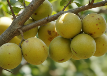 O fruto tradicional do Nordeste que hidrata, nutre e ainda fortalece a rotina
