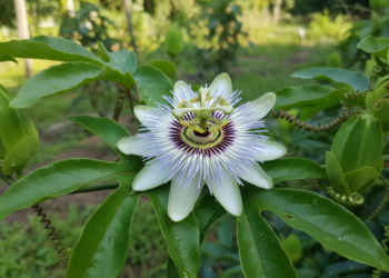 A planta calmante usada para reduzir ansiedade, tensão e melhorar o sono