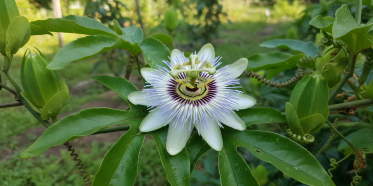 A planta calmante usada para reduzir ansiedade, tensão e melhorar o sono