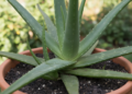A planta fácil de plantar que ajuda na cicatrização e no cuidado diário da pele