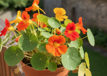 A planta com flores comestíveis que ajuda a deixar a digestão mais leve e é fácil de plantar em casa