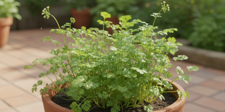 A planta aromática que ajuda a digestão e cresce bem em casa
