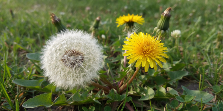 Planta esquecida no jardim que voltou a chamar atenção por seus benefícios no fígado e no alívio do inchaço