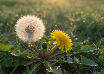 A planta medicinal que auxilia o fígado, a digestão e reduz inchaços