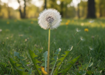 A erva simples que ajuda a limpar o fígado naturalmente
