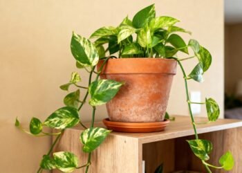 A planta pendente que deixa a casa mais viva e cresce mesmo com pouco cuidado