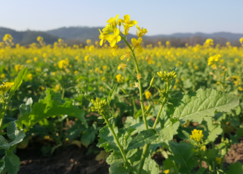 A planta fácil de plantar em casa que entrega sabor intenso e compostos anti-inflamatório