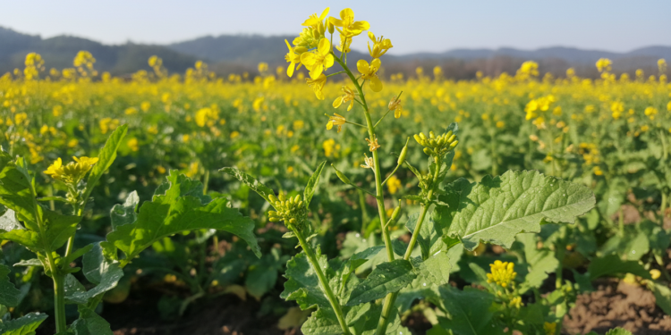 A planta fácil de plantar em casa que entrega sabor intenso e compostos anti-inflamatório