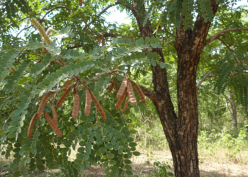 A casca medicinal brasileira usada para cicatrização e cuidado da pele
